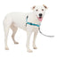 PetSafe Easy Walk Deluxe Harness For Dogs 1.8m Lead Medium/Large Ocean Blue