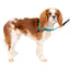 PetSafe Easy Walk Deluxe Harness For Dogs 1.8m Lead Small Ocean Blue