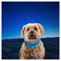 Nite Ize NiteDog Rechargeable LED Collar Small Metal Buckle Water Resistant Blue
