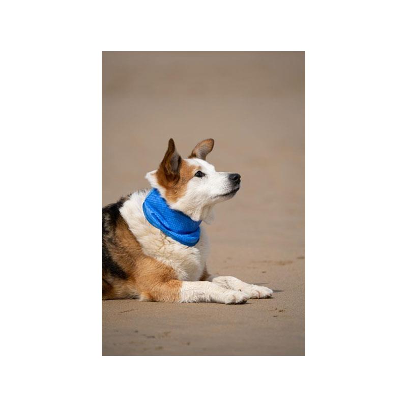 Petface Cooling Summer Pet Bandana Large 38-52 cm Neck Blue