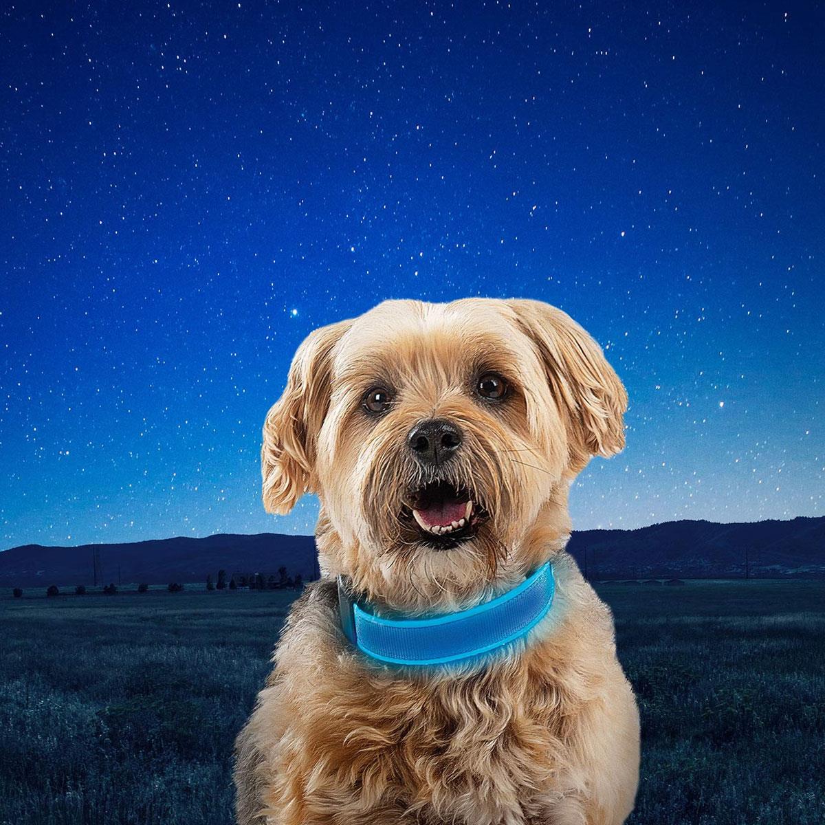 Nite Ize NiteDog Rechargeable LED Dog Collar Small Blue 360° Visibility Water Resistant Metal Buckle - Image 5